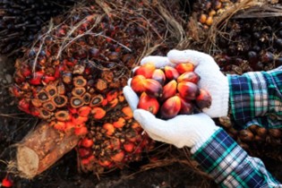 Introducing a Revolutionary Model for The Palm Oil Supply Chain